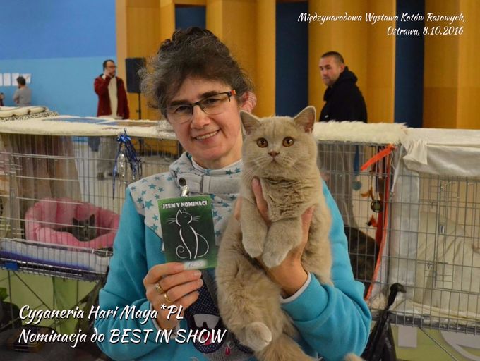 I ponownie sukces naszej małej Cyganerii. 
Na wyststawie kotów W Ostrawie w dniu 8.10.2016 otrzymała ocenę doskonałą Ex 1, zostala wybrana do nominacji i nominacje Best in Show wygrała. W BIS glosowalo 3 sędziów. 1 oddał swój głos na Cyganerię. Jesteśmy dumni z naszej płowej koteczki. Startowała w klasie 11 (7-10 miesięcy).