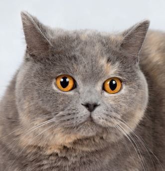 Mama miotów: J, P, D1, X